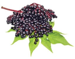 elderberry-benefits-nextgen-pharmacy elderberry-benefits-nextgen-pharmacy