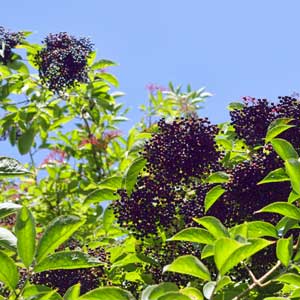 Elderberry - What is it and how can it benefit you?